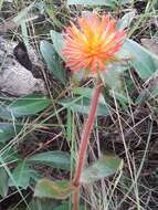 Image of Gomphrena arborescens L. fil.