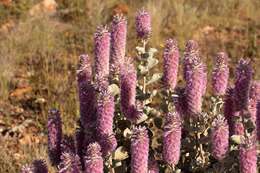 Image of Ptilotus rotundifolius (F. Müll.) F. Müll.