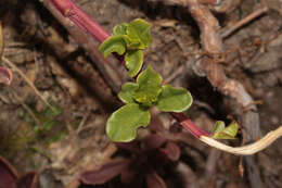 Image of Anredera diffusa (Moq.) Sperling