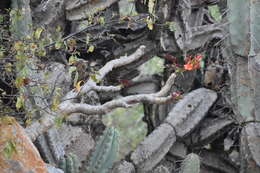 Image of Jatropha macrantha Müll. Arg.