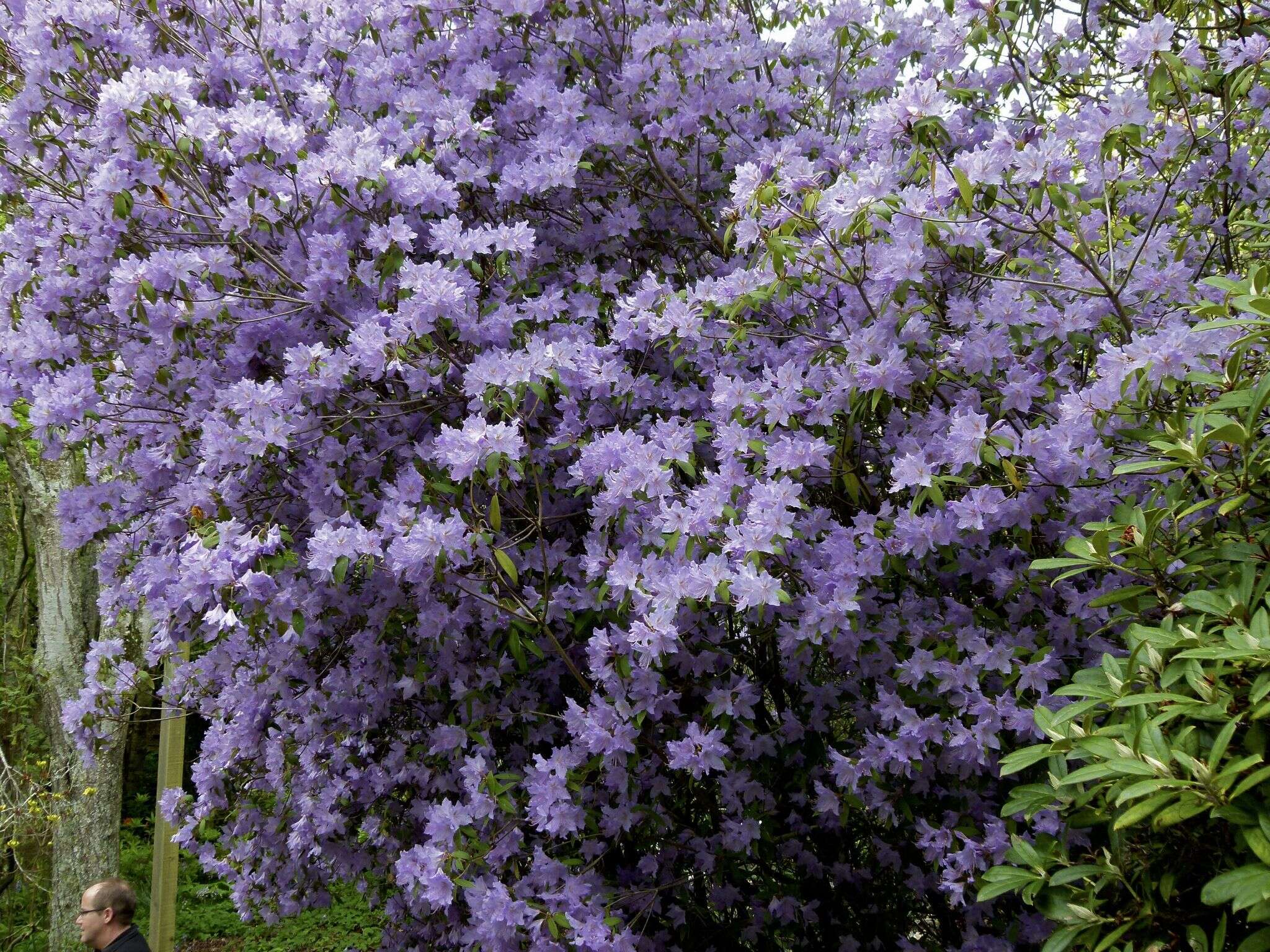 Image de Rhododendron augustinii Hemsl.