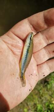 Image of Blackspotted Topminnow