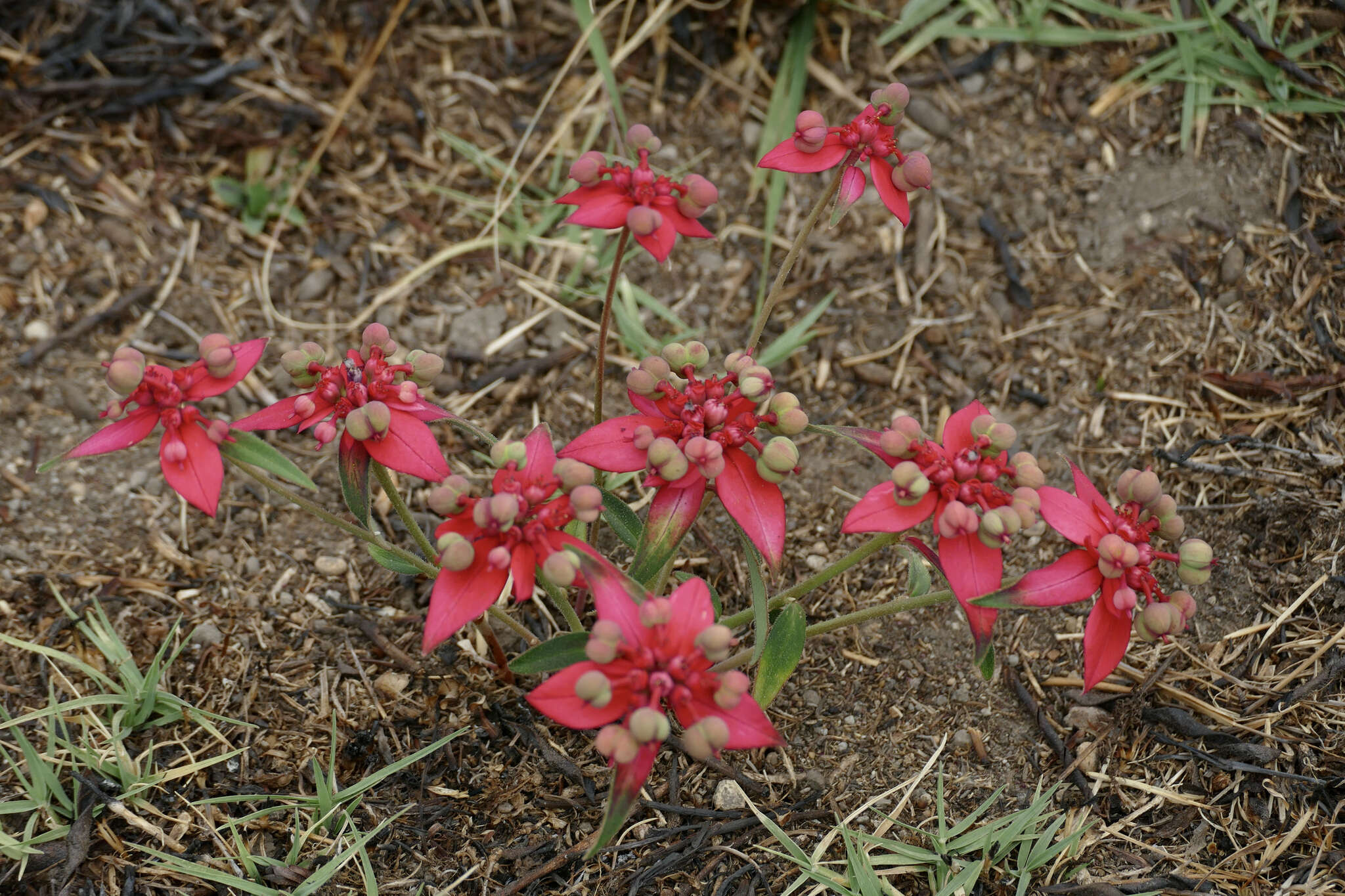 Слика од Euphorbia strigosa Hook. & Arn.