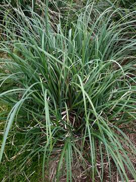 Image of Poa foliosa (Hook. fil.) Hook. fil.