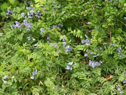 Image of Vicia bungei Ohwi