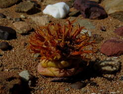 Слика од Crassula columnaris Thunb.