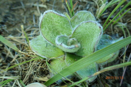 Plancia ëd Helichrysum ecklonis Sond.