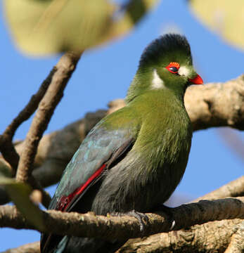 Image de Touraco à joues blanches