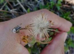 Image de Tridax purpusii Brandeg.