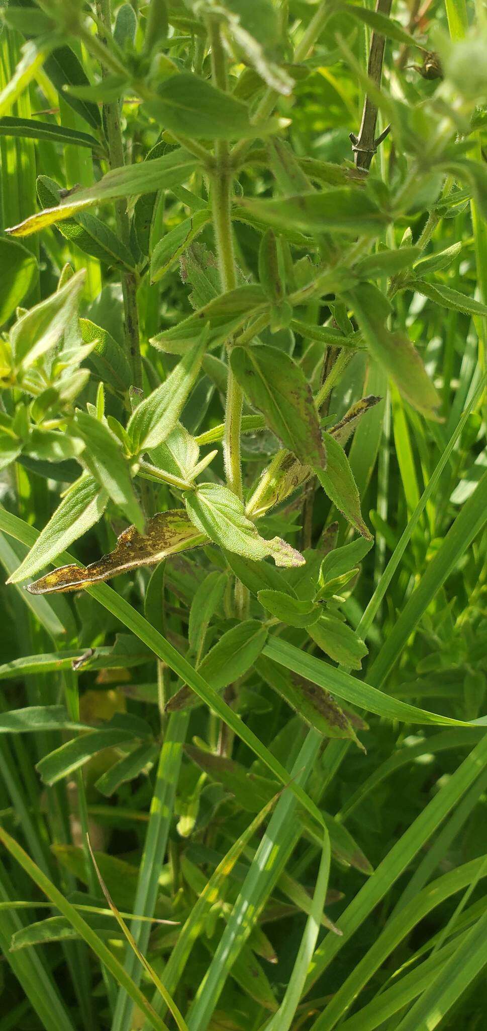 Image of whorled mountainmint