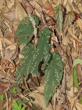 Image of Begonia lukuana Y. C. Liu & C. H. Ou