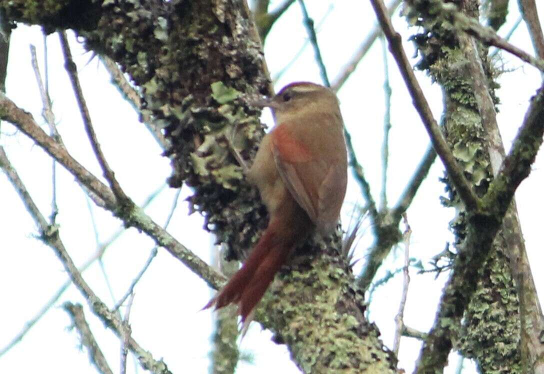 Image of Pallid Spinetail