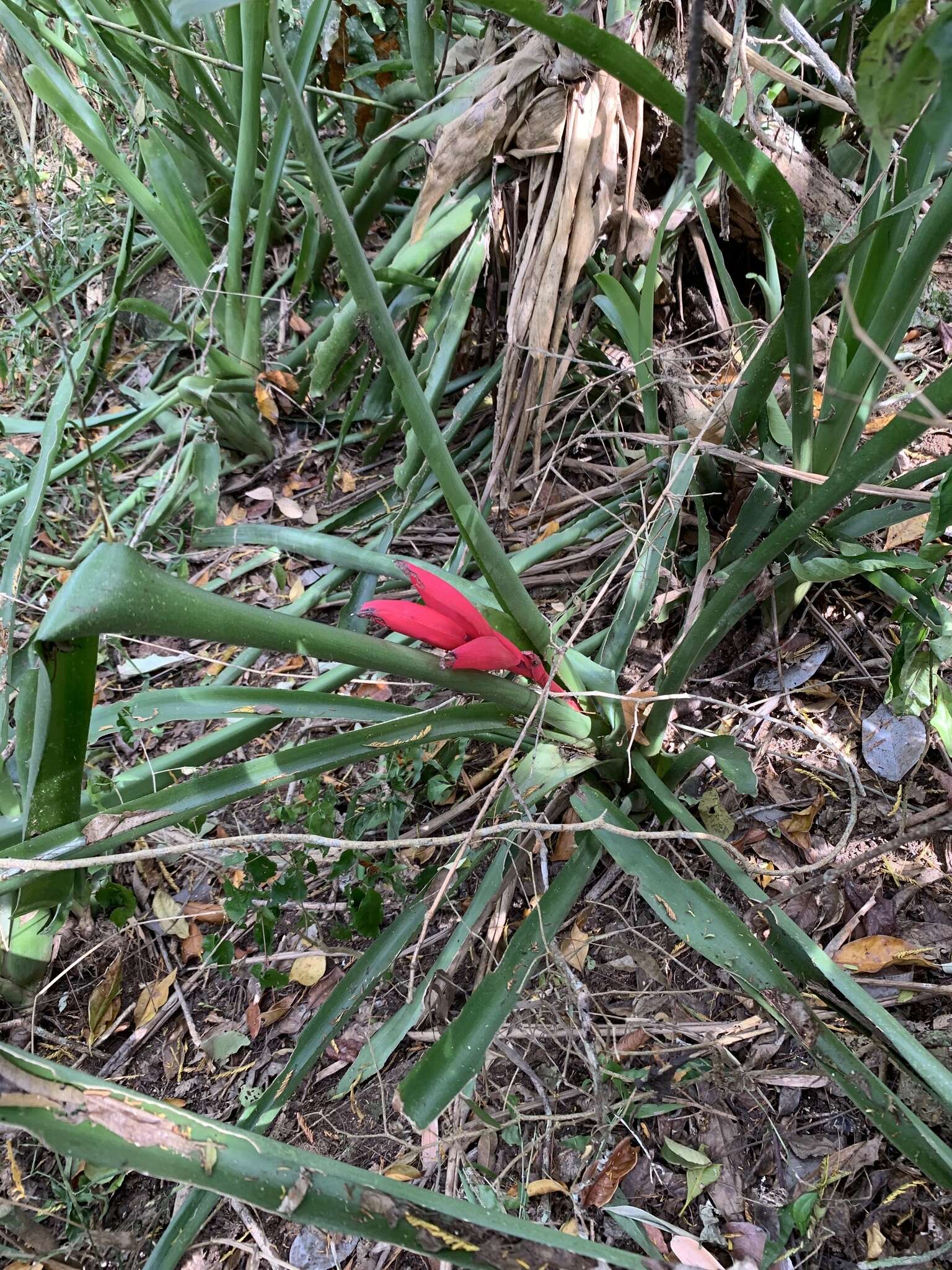 Image of Billbergia amoena (G. Lodd.) Lindl.