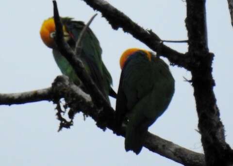 Image of Saffron-headed Parrot