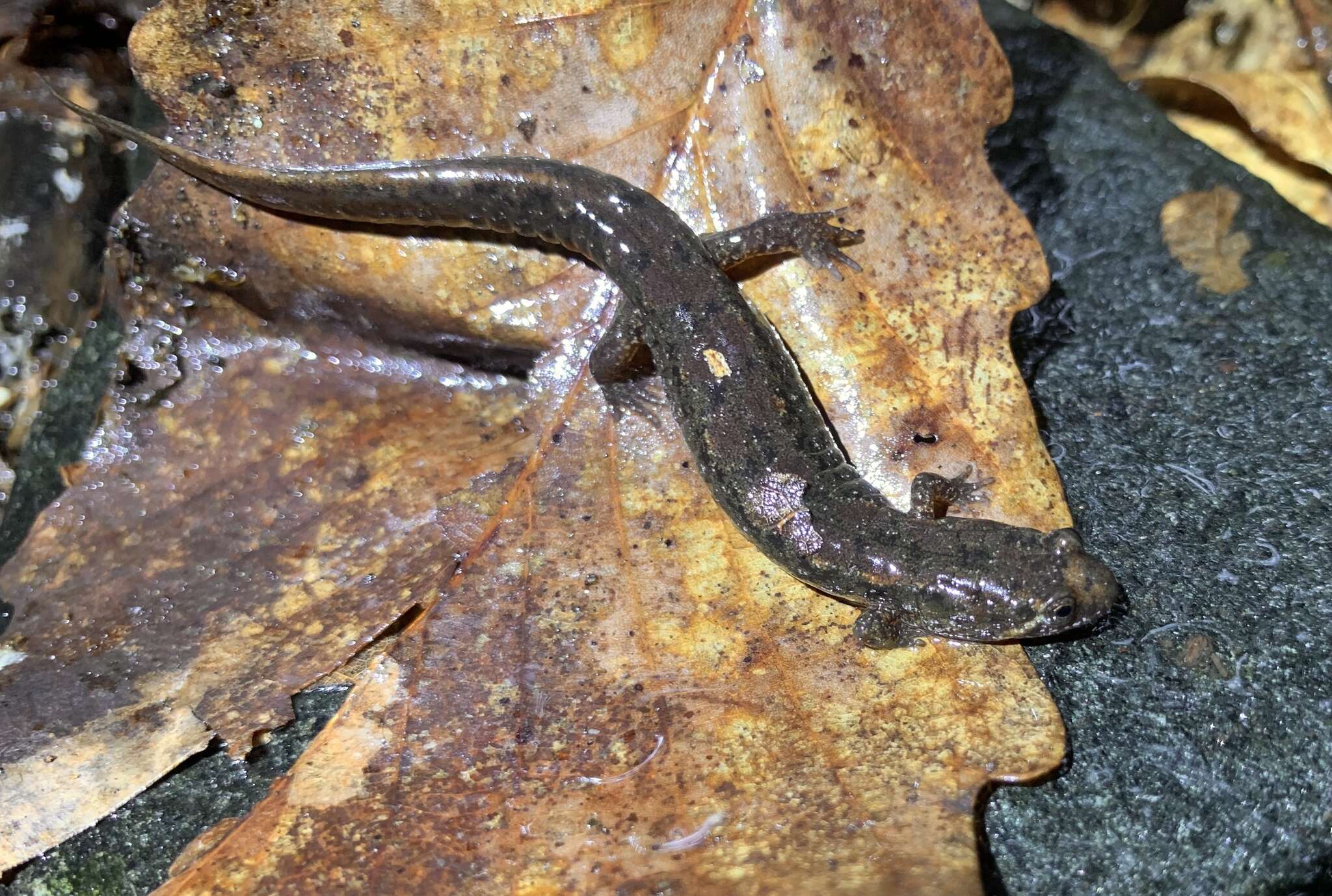 Image of Flat-headed Salamander