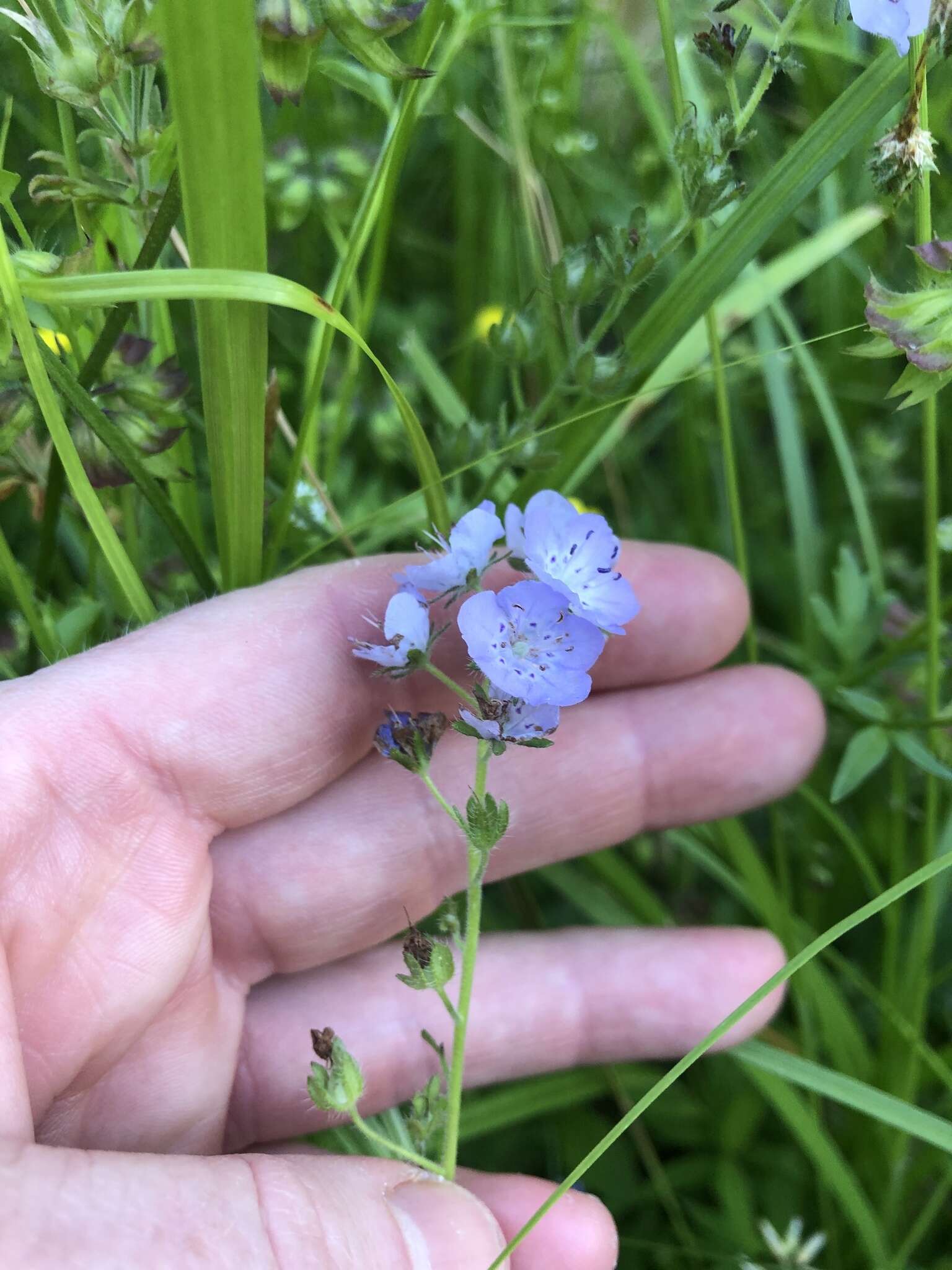 Sivun Phacelia hirsuta Nutt. kuva