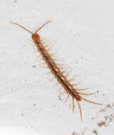 Image of Lithobius melanops Newport 1845