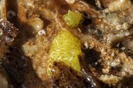 Image of yellow Clathrina