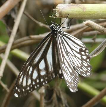 Danaus (Anosia) ismare Cramer 1782的圖片