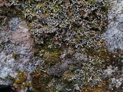 Image of Brownish monk's-hood lichen