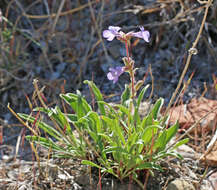 Image of Marcus' beardtongue