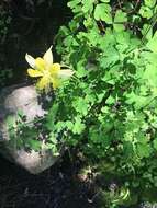 Image of longspur columbine