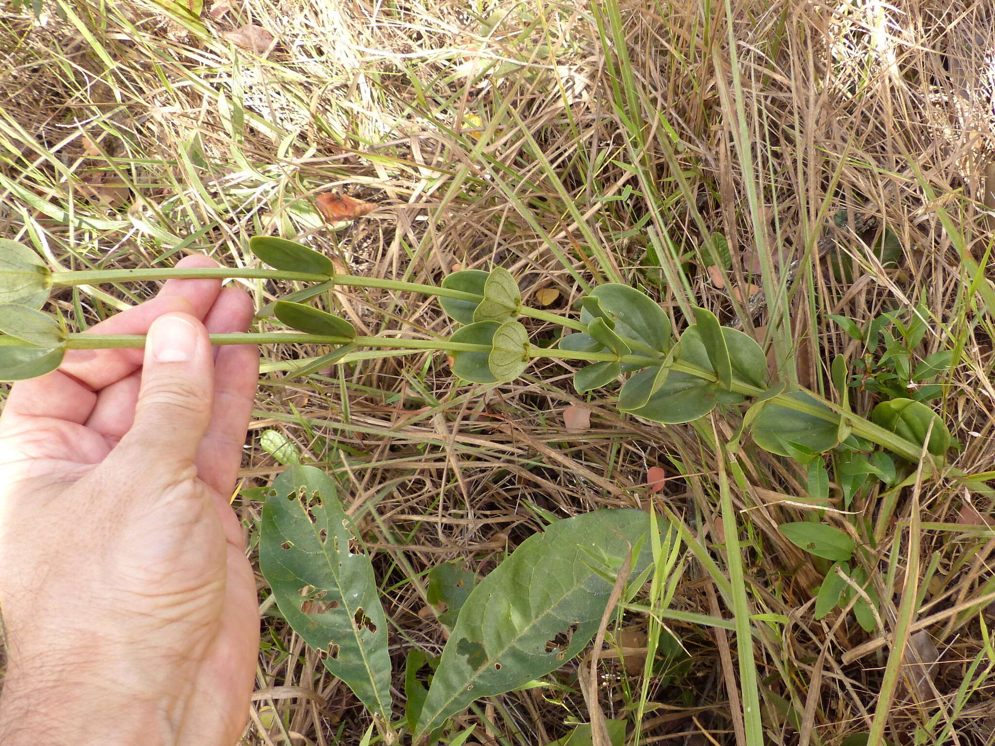 Image of Calolisianthus