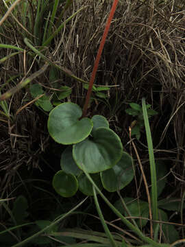 Image of Impatiens clavicornu Turcz.