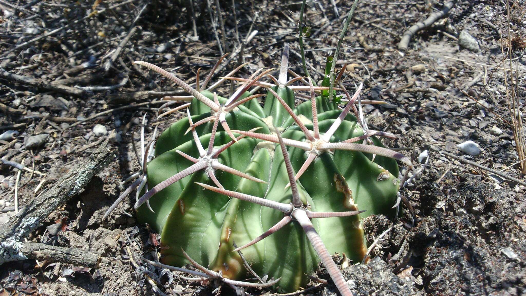 Image of Horse Crippler Cactus