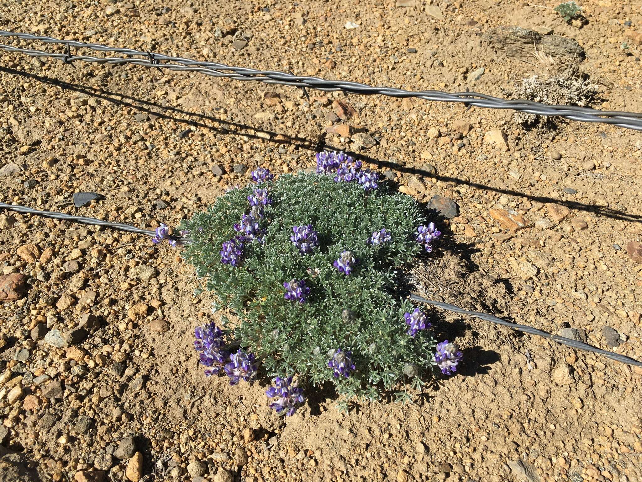 Image de Lupinus breweri var. bryoides C. P. Sm.