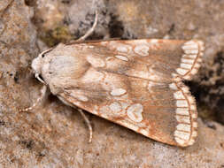 Image of Heart Moth