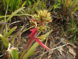 Image de Aechmea aquilega (Salisb.) Griseb.