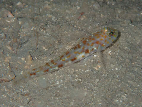 Image of Large-scaled goby