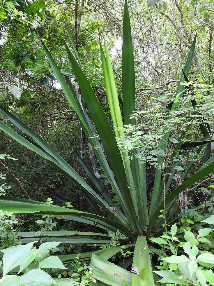 Furcraea guatemalensis Trel.的圖片