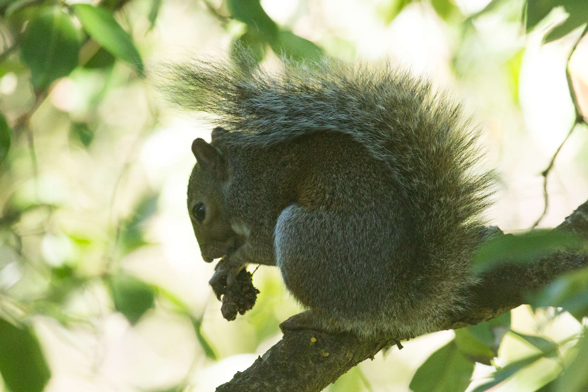 Image of Sciurus subgen. Sciurus Linnaeus 1758