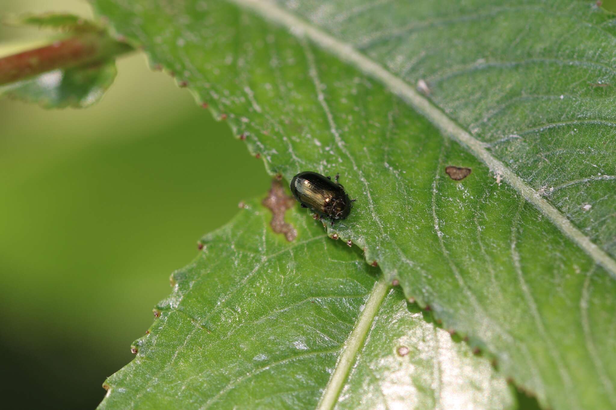 Image of Phratora vitellinae (Linnaeus 1758)