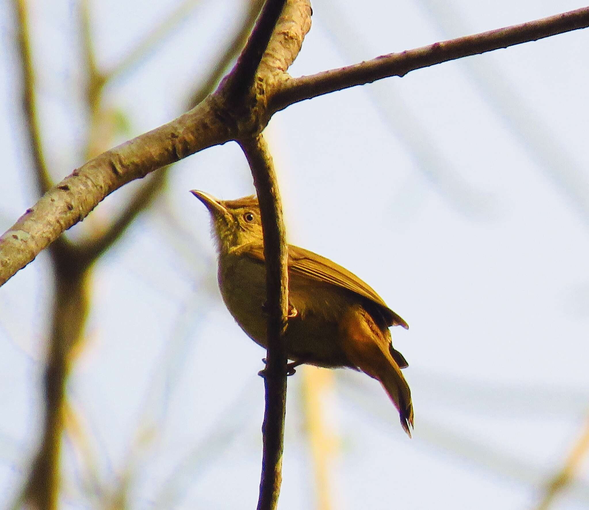 Image of Grey-eyed Bulbul