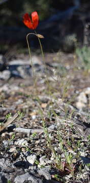 Image of Papaver laevigatum M. Bieb.