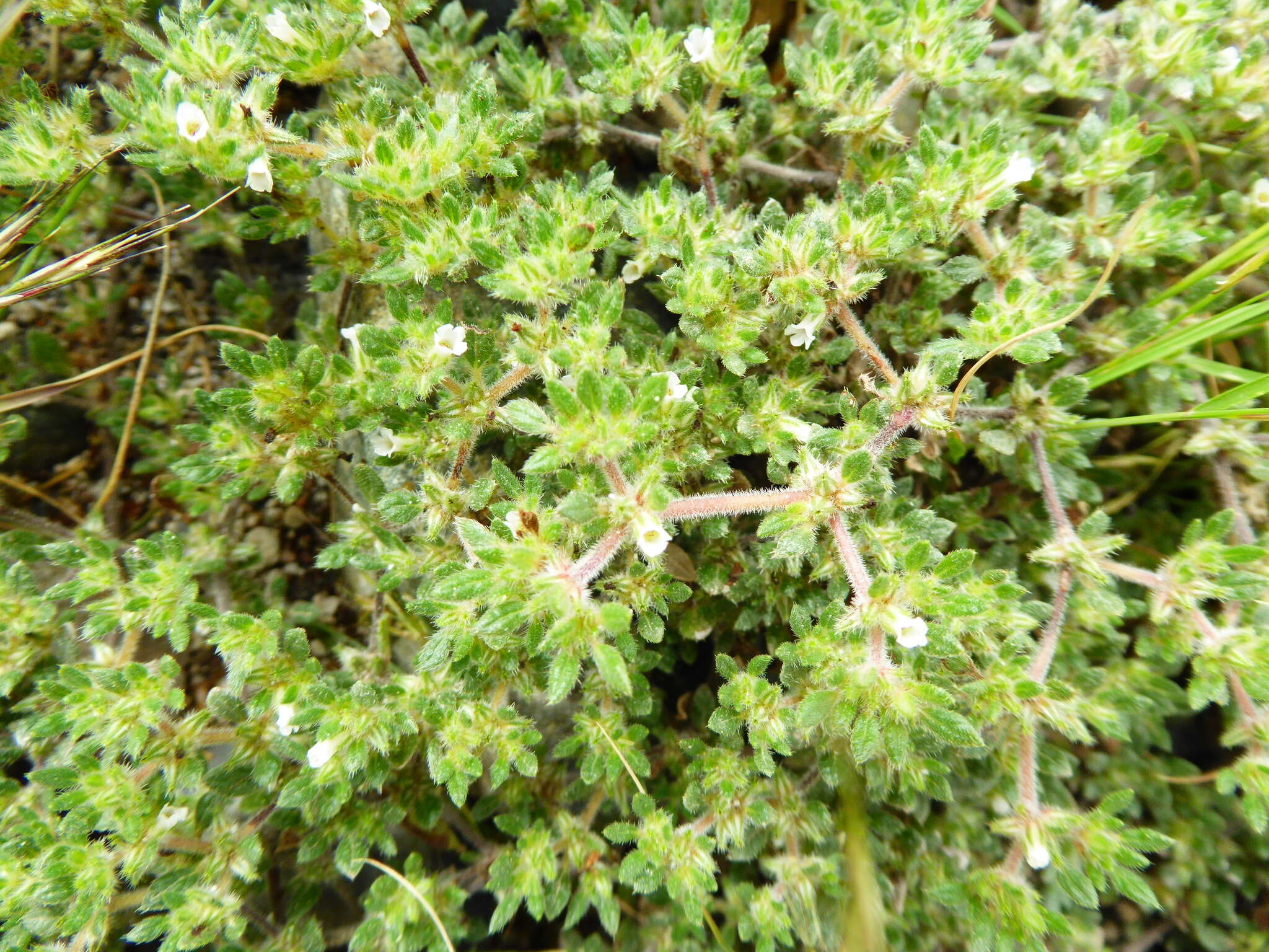 Image of Tiquilia paronychioides (Phil.) A. Richardson