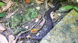 Image of Rhabdophis guangdongensis Zhu, Wang, Takeuichi & Zhao 2014