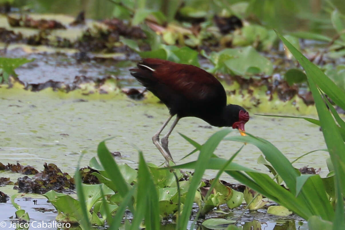 Image of Wattled Jacana