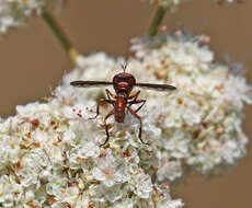 صورة Physocephala burgessi (Williston 1882)