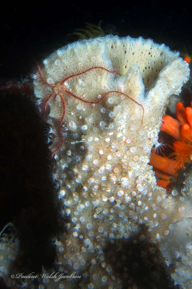 Image of Sponge brittle star