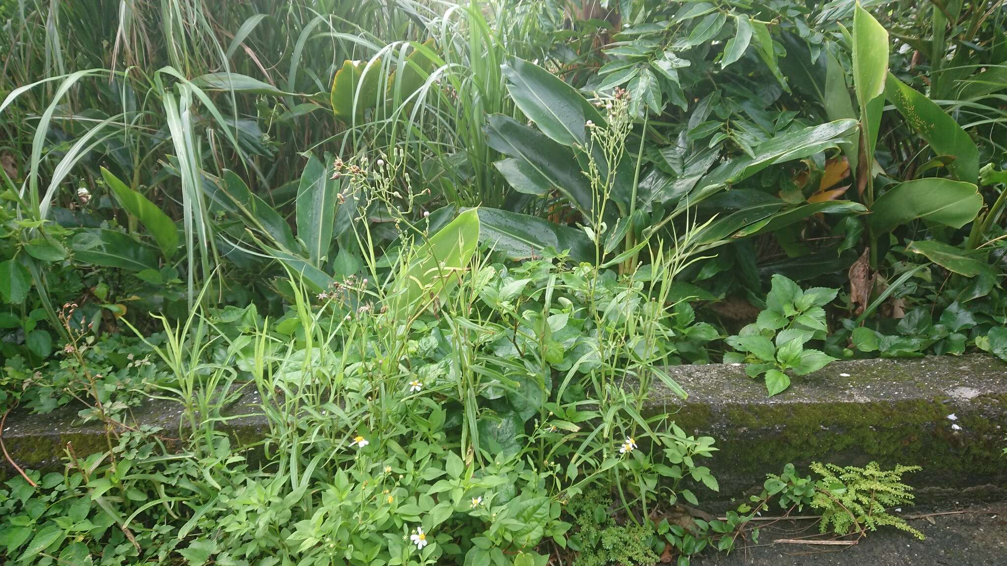 Image of Indian lettuce