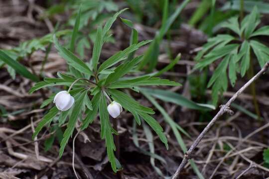 صورة Anemone caerulea DC.