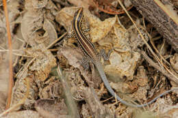 Image of Bocourt's Ameiva