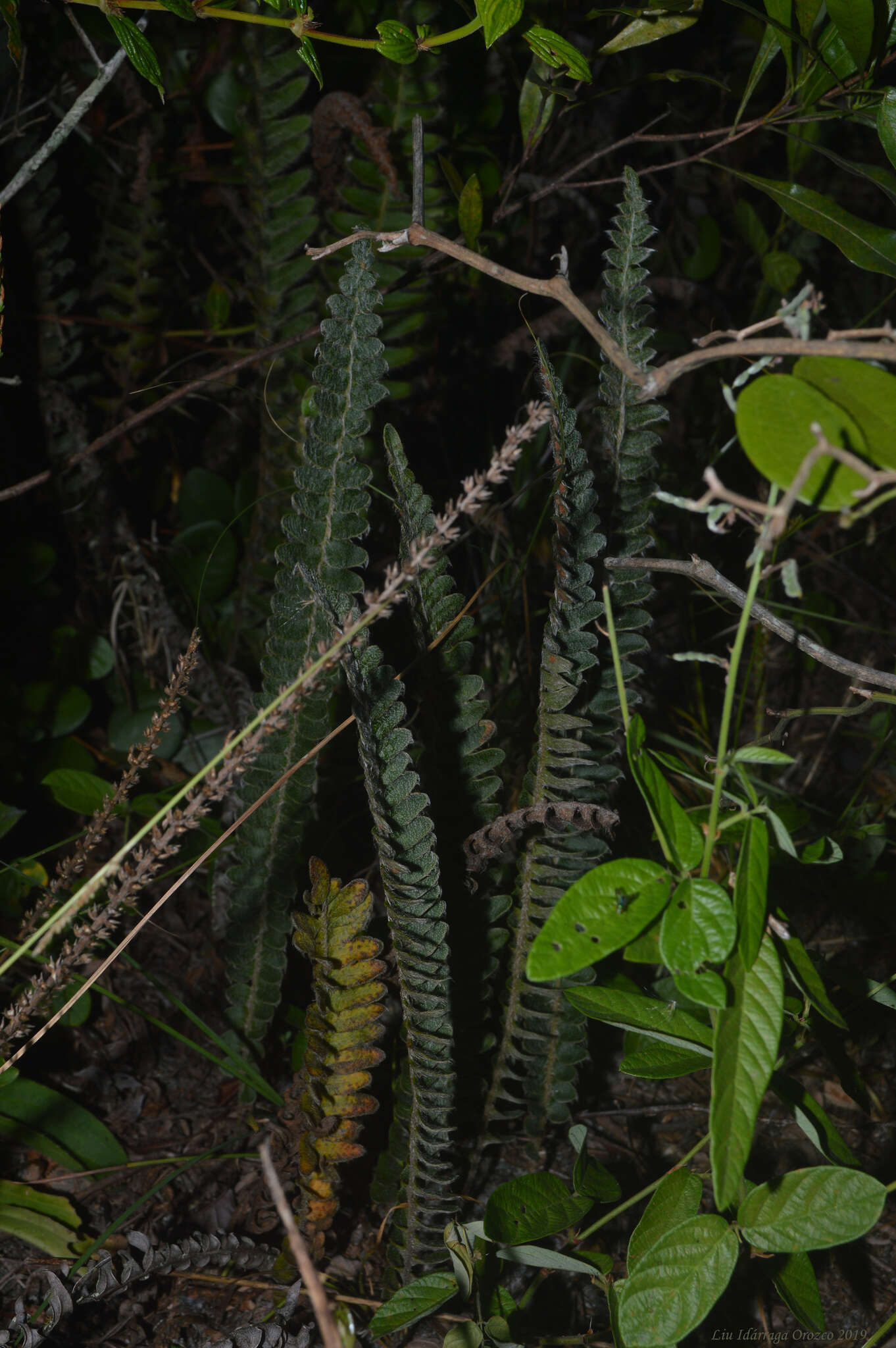 Sivun Pleopeltis lepidopteris (Langsd. & Fisch.) Sota kuva