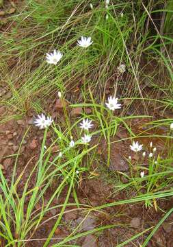 Image of Mesanthemum prescottianum (Bong.) Körn.