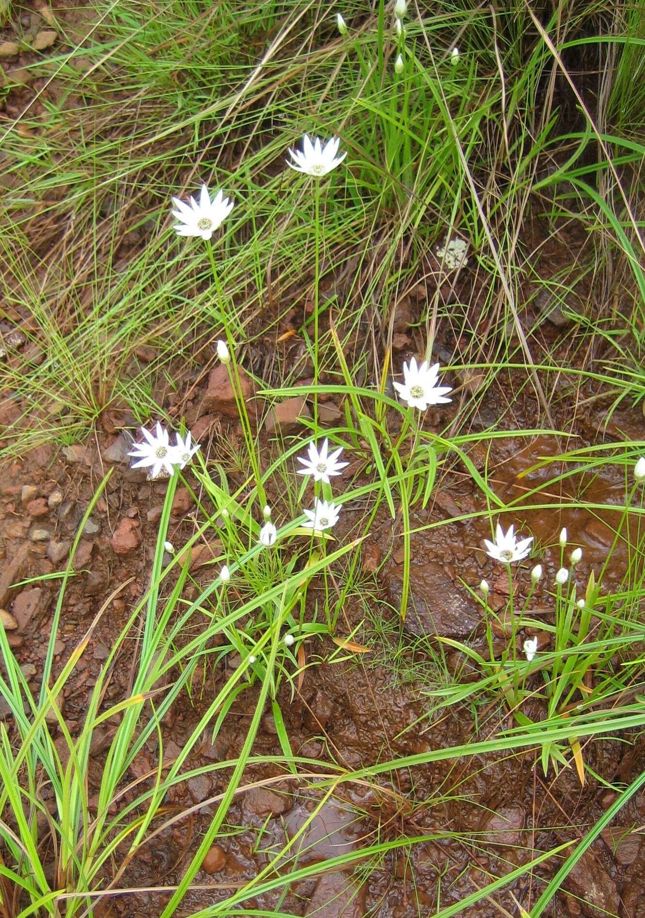 Imagem de Mesanthemum prescottianum (Bong.) Körn.