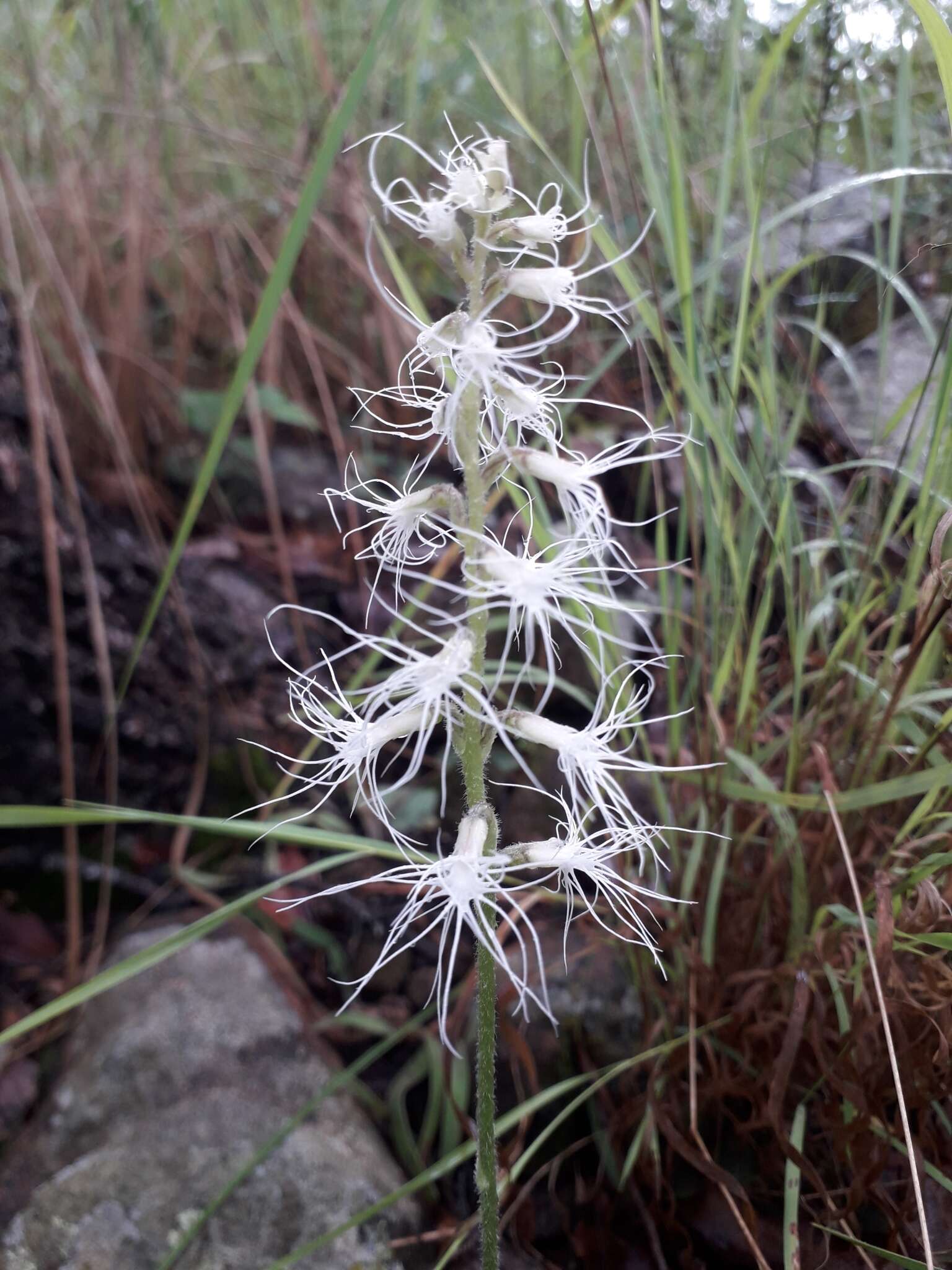 Image of Holothrix longiflora Rolfe